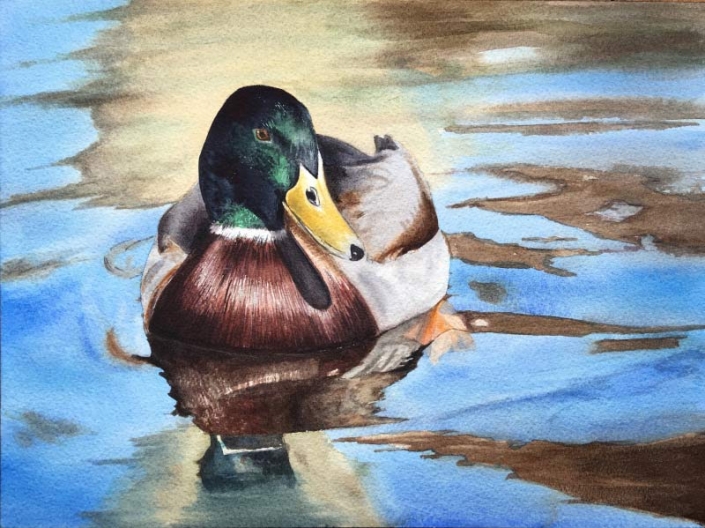 'Duck', watercolour painting of a chestnut teal duck, by Fiona Valentine