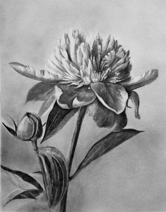 'Peony', graphite drawing of a peony flower, bud and leaves, by Fiona Valentine