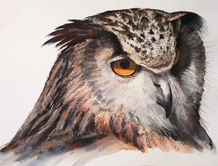 'Owl', watercolour painting of an owl, by Fiona Valentine