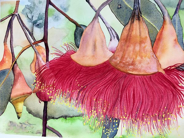 Red gum blossoms, personal watercolour project, by Sandra Bain