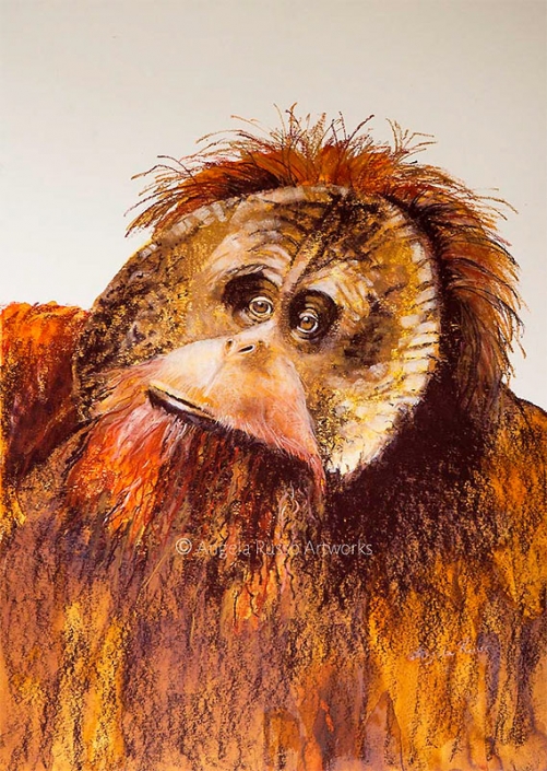 "Orangutan" - head and shoulder portrait in pastel - by Angela Russo