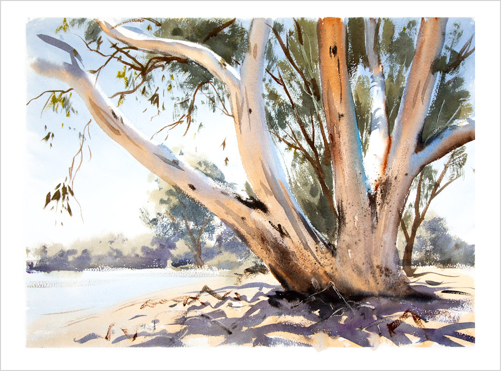 Greg Allen - completed watercolour landscape demo painting of a multi-trunk white gum on a river bank.