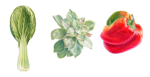 Botanical art in colour pencil by Amanda Ahmed