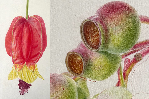 Two botanical studies of gum nuts and an exotic flower by Amanda Ahmend - Coloured Pencil
