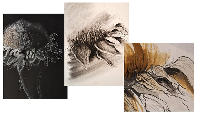 Jan Prislin-Planinc: Observational to Expressive Drawing. 3 botanical sketches in black, white and sepia.