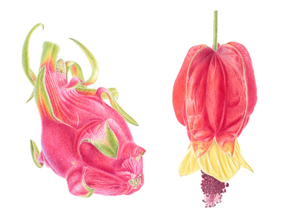Amanda Ahmed - Botanical illustration of Dragon Fruit and Abutilon in Colour Pencil